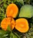 সাতক্ষীরার গোবিন্দভোগ আম – Gobindabhog Mango – ফরমালিন মুক্ত আম